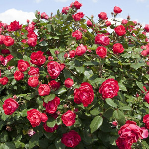 CHERRY BONICA® Meipeporia